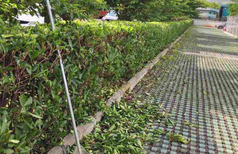 企事業(yè)單位綠化養(yǎng)護(hù)(圖3)