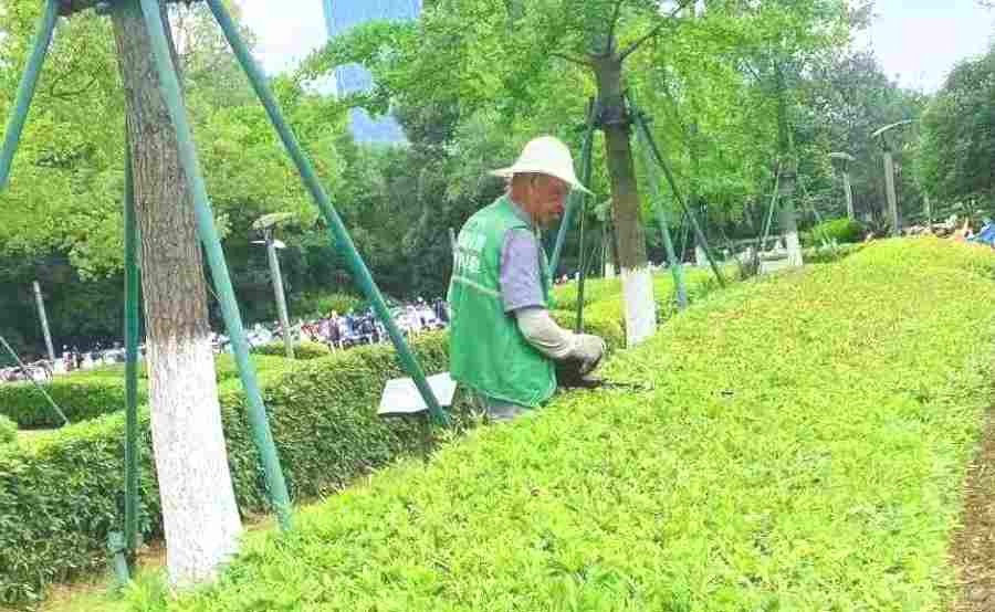 小區(qū)/住宅社區(qū)綠化養(yǎng)護(hù)(圖2)