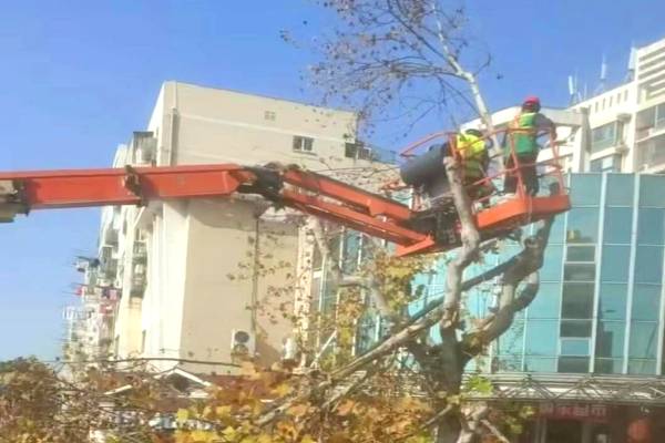 樹(shù)木修剪(圖3)