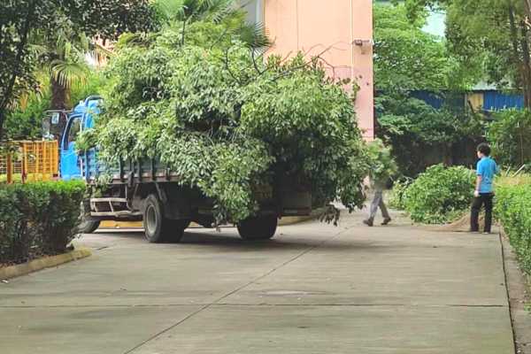 樹(shù)木修剪(圖12)