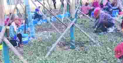 昆山廠區(qū)綠化改造升級(jí)：打造綠色生態(tài)新廠區(qū)